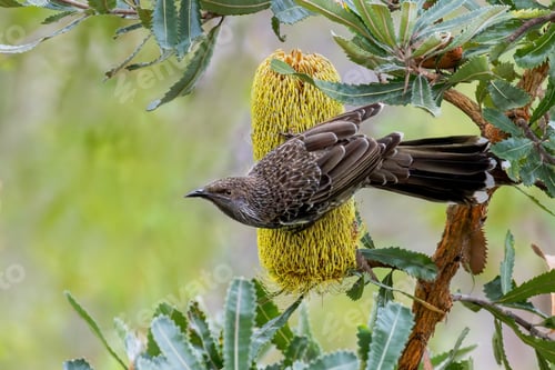 Preview: Cute Little Wattlebird (Anthochaera chrysoptera) resting on a Callistemon Flower