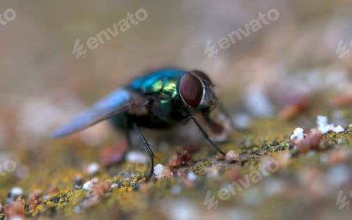 Preview: insect fly