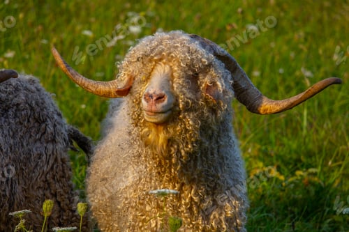 Preview: Angora goats grazing in the field