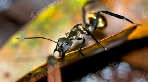 Preview: Golden Ant, Marino Ballena National Park, Costa Rica