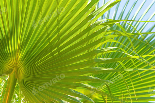 Preview: Green Palm Leaves Background With Sunlight