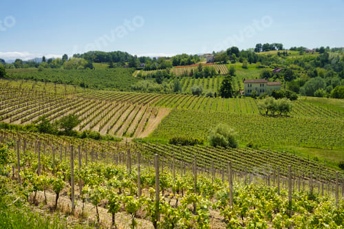 Preview: Rural landscape in Monferrato near Rivalta Bormida at May