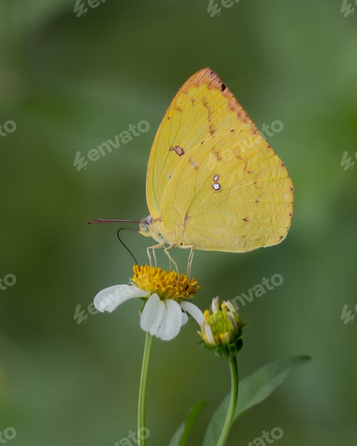 Preview: yellow buterfly