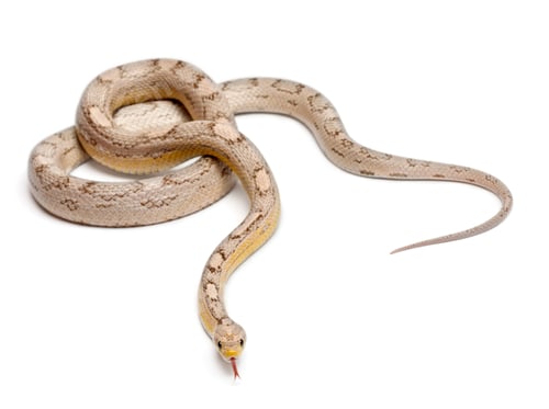 Preview: Ghost mothley Corn Snake or Red Rat Snake, Pantherophis guttatus, in front of white background