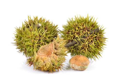 Preview: Lithocarpus fruit on white background