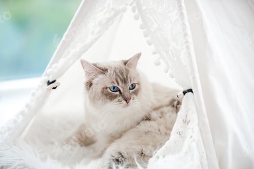Preview: Ragdoll cat kitten in studio