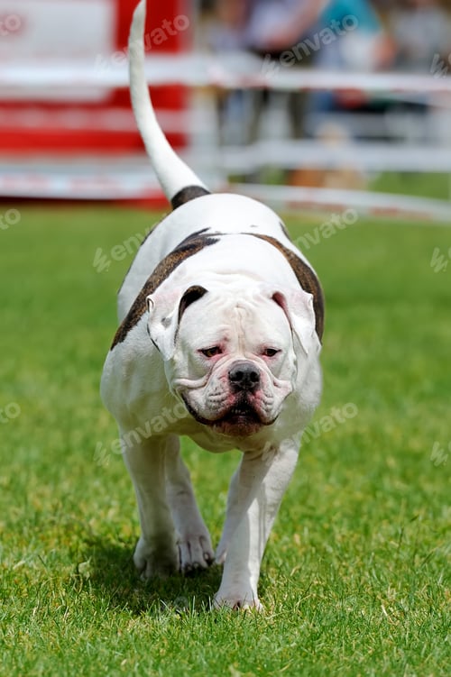 Preview: Dog in green grass