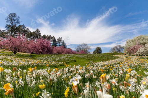 Preview: Spring time in New York, field of daffodils and cherrie trees are just stunning to look at