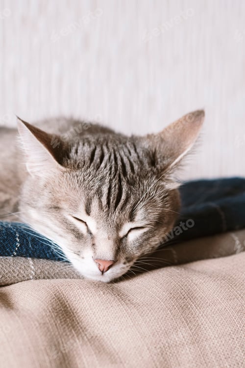 Vorschau: Eine gestreifte graue Hauskatze schläft auf dem Bett. Die Katze in der Inneneinrichtung.