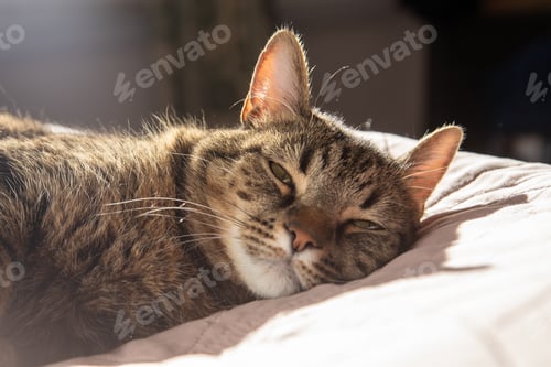 Vorschau: Katze schläft zu Hause