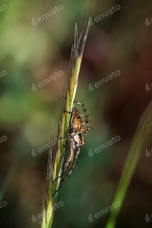 Preview: Insect with long spindly antenna perched atop a blade of grass
