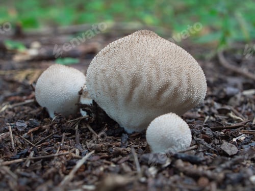 Preview: Puff ball (mushroom)