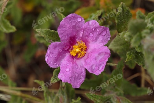 Preview: Hoary rock-rose, Pink rock-rose, Cistus creticus