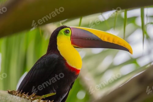 Preview: toucan, bird, colours, tropics