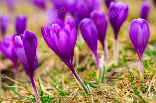 Preview: Purple crocus flowers in snow awakening in spring