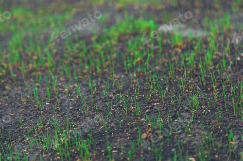 Preview: young lawn grass growing. selective focus.