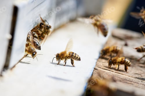 Preview: Honey bees around the hive