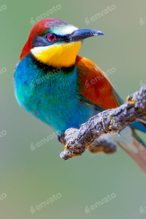 Preview: Bee-eater