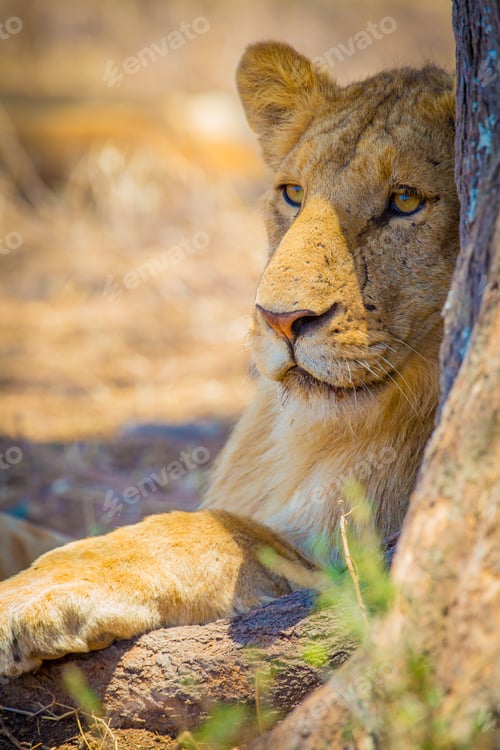 Preview: Lion rest together with the pride in Serengeti