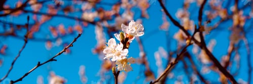 Preview: Close up of pink spring tree blossom. Web banner.