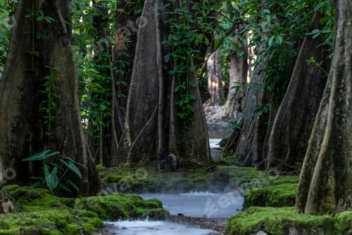 Preview: Giant green tree forest trunk with green fresh leaves, Giant tree forest calming summer warm day.