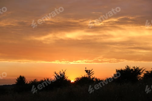Preview: Dark foliage of small trees and bush against bright colorful sunset sky with vivid clouds