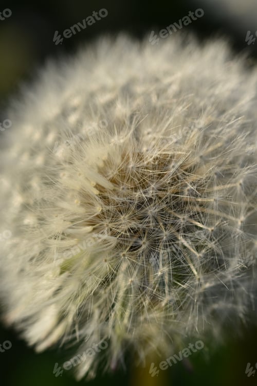 Preview: Closeup of a dandelion