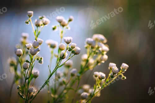 Preview: Meadow daisies flowers blooming in sunny day