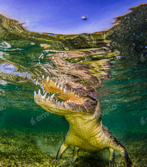 Preview: Underwater portrait of crocodile on reef, Chinchorro Banks, Mexico