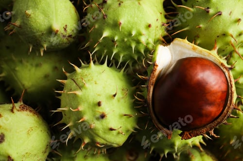 Preview: Fresh and ripe chestnuts, close up, Autumn chestnuts
