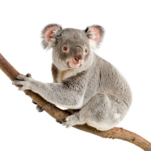 Vorschau: Koala