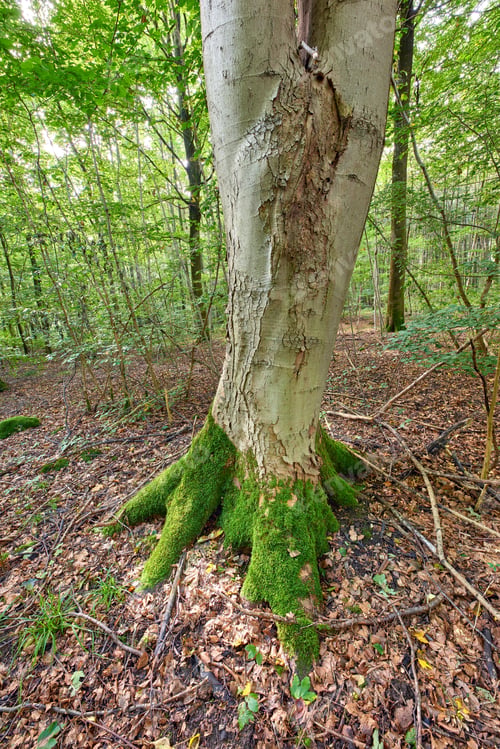 Preview: Hardwood forest - Denmark. Hardwood forest uncultivated - Denmark.