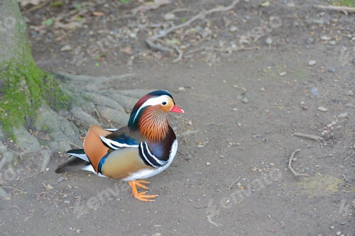 Preview: Mandarin duck profile