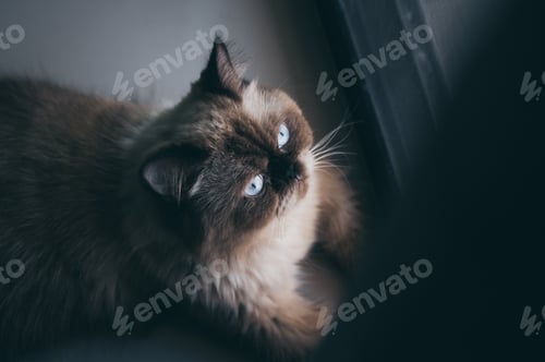 Preview: cat sitting alone and look out at the door, himalayan cat