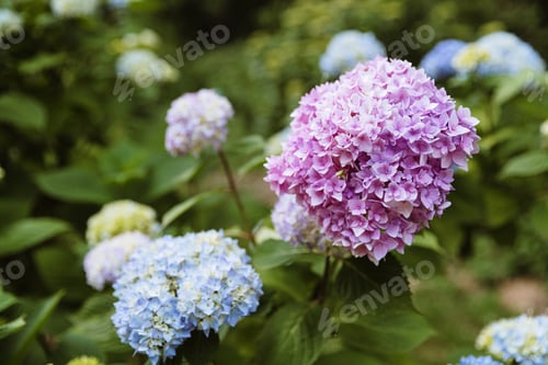 Preview: Blooming lilac hydrangea in the park in spring.
