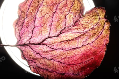Preview: Dry Leaf Texture Abstract Background
