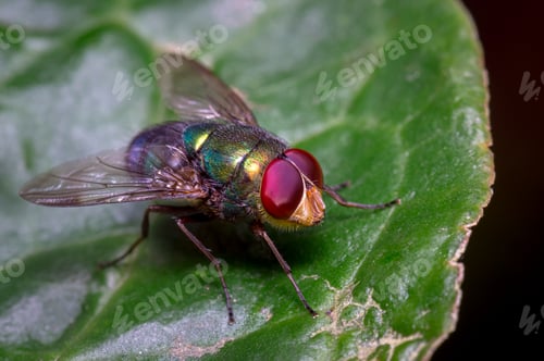 Preview: Red-eyed fly sunbathing on a leaf