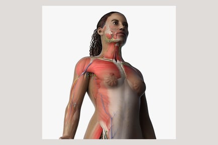 Aperçu: Anatomie féminine africaine : visualisation complète du système