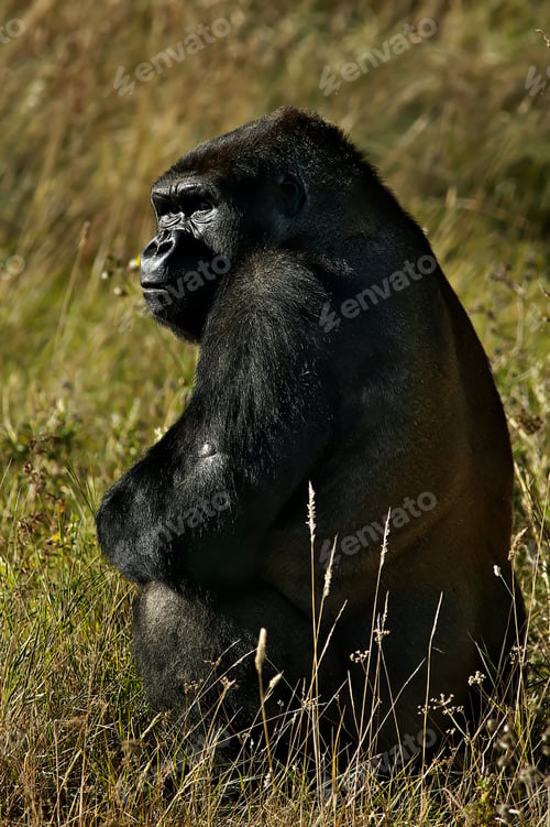Preview: Western lowland gorilla perched in a lush, green grassy field