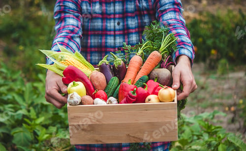 Preview: A farmer keeps vegetables in the garden. Selective focus.