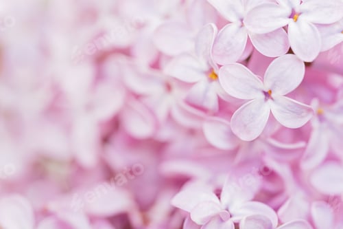 Preview: Dreamy Pink Lilac Flower Background.