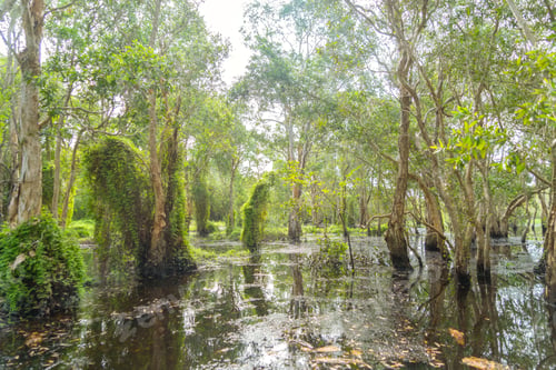 Preview: Trees in Rayong Botanical Garden, paperbark Forest, tropical forest with lake in national park