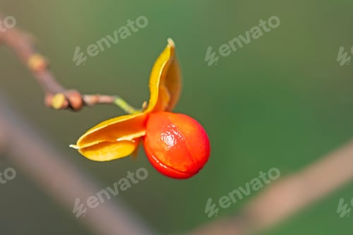 Preview: American Bittersweet Seed in Fall