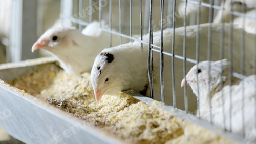 Preview: Quails in cages at home farm stock.