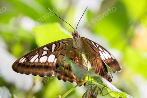 Preview: Exotic butterfly Neptis hylas with perfect camouflage.