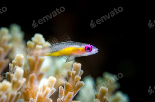 Preview: Pink eye goby on hard coral