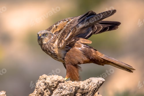Preview: Marsh harrier male