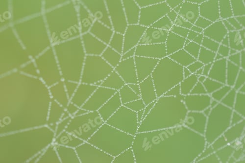 Preview: Spider web threads with morning dewdrops