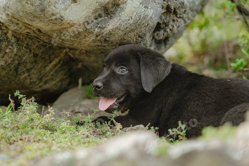 Preview: a happy black Labrador puppy who has had his fill of walking
