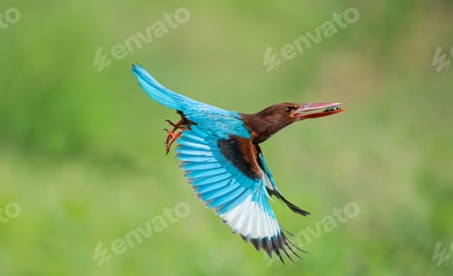 Preview: Kingfisher bird soaring through the sky above a lush green grassy field